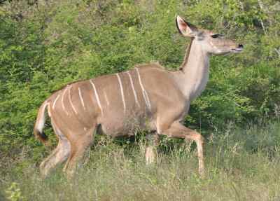 Female greater kudu