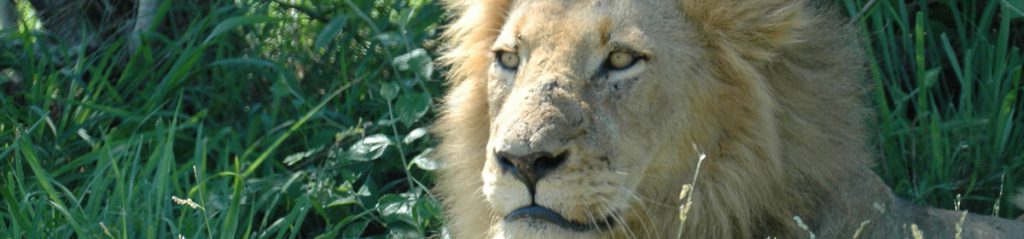 Kruger National Park Guide - spotlight on South Africa's premier safari  reserve