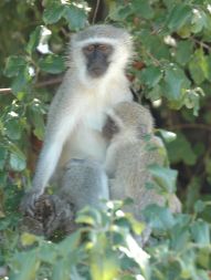 Vervet monkey with baby