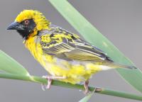 Village (spotted-backed) weaver
